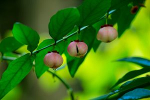 kandungan gizi daun katuk