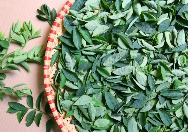 manfaat daun katuk untuk ibu hamil