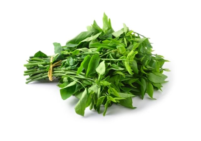 daun katuk organik